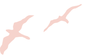 Top Birds02